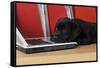 Black Labrador Puppy (8 Weeks Old) on a Laptop-null-Framed Stretched Canvas