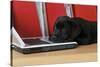 Black Labrador Puppy (8 Weeks Old) on a Laptop-null-Stretched Canvas