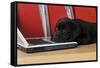 Black Labrador Puppy (8 Weeks Old) on a Laptop-null-Framed Stretched Canvas