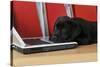 Black Labrador Puppy (8 Weeks Old) on a Laptop-null-Stretched Canvas