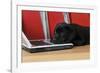 Black Labrador Puppy (8 Weeks Old) on a Laptop-null-Framed Photographic Print