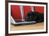 Black Labrador Puppy (8 Weeks Old) on a Laptop-null-Framed Photographic Print