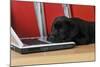 Black Labrador Puppy (8 Weeks Old) on a Laptop-null-Mounted Photographic Print