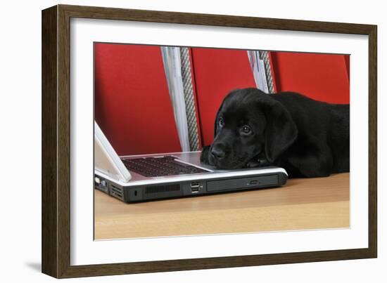 Black Labrador Puppy (8 Weeks Old) on a Laptop-null-Framed Photographic Print