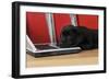 Black Labrador Puppy (8 Weeks Old) on a Laptop-null-Framed Photographic Print