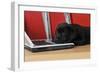 Black Labrador Puppy (8 Weeks Old) on a Laptop-null-Framed Photographic Print