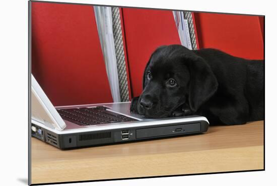 Black Labrador Puppy (8 Weeks Old) on a Laptop-null-Mounted Photographic Print