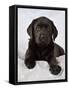 Black Labrador Puppy (8 Weeks Old) on Blue-null-Framed Stretched Canvas