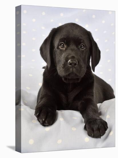 Black Labrador Puppy (8 Weeks Old) on Blue-null-Stretched Canvas