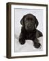 Black Labrador Puppy (8 Weeks Old) on Blue-null-Framed Photographic Print