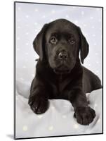 Black Labrador Puppy (8 Weeks Old) on Blue-null-Mounted Photographic Print