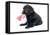 Black Labrador Puppy in Studio with Sock in Mouth-null-Framed Stretched Canvas