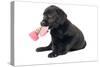 Black Labrador Puppy in Studio with Sock in Mouth-null-Stretched Canvas