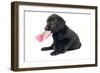 Black Labrador Puppy in Studio with Sock in Mouth-null-Framed Photographic Print