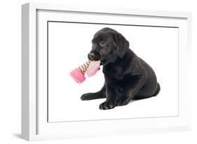 Black Labrador Puppy in Studio with Sock in Mouth-null-Framed Photographic Print