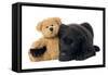 Black Labrador Puppy in Studio with Teddy Bear-null-Framed Stretched Canvas