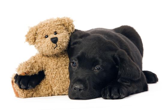 'Black Labrador Puppy in Studio with Teddy Bear' Photographic Print | AllPosters.com