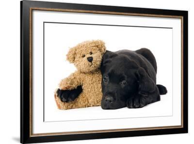 Black Labrador Puppy in Studio with 