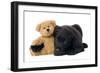 Black Labrador Puppy in Studio with Teddy Bear-null-Framed Photographic Print