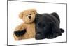 Black Labrador Puppy in Studio with Teddy Bear-null-Mounted Photographic Print