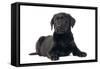 Black Labrador Puppy in Studio-null-Framed Stretched Canvas