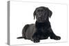 Black Labrador Puppy in Studio-null-Stretched Canvas