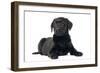 Black Labrador Puppy in Studio-null-Framed Photographic Print