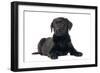Black Labrador Puppy in Studio-null-Framed Photographic Print