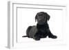 Black Labrador Puppy in Studio-null-Framed Photographic Print