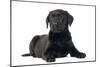 Black Labrador Puppy in Studio-null-Mounted Photographic Print