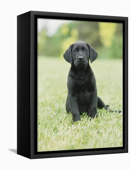 Black Labrador Puppy-Jim Craigmyle-Framed Stretched Canvas