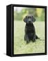 Black Labrador Puppy-Jim Craigmyle-Framed Stretched Canvas