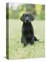 Black Labrador Puppy-Jim Craigmyle-Stretched Canvas