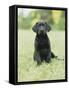 Black Labrador Puppy-Jim Craigmyle-Framed Stretched Canvas