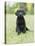 Black Labrador Puppy-Jim Craigmyle-Stretched Canvas