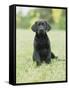 Black Labrador Puppy-Jim Craigmyle-Framed Stretched Canvas