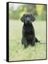 Black Labrador Puppy-Jim Craigmyle-Framed Stretched Canvas