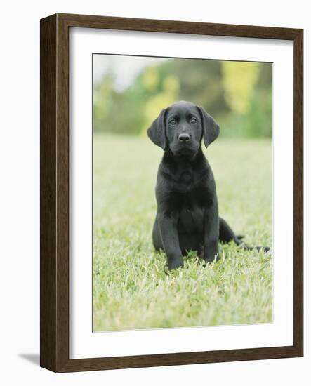 Black Labrador Puppy-Jim Craigmyle-Framed Photographic Print