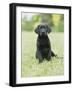 Black Labrador Puppy-Jim Craigmyle-Framed Photographic Print