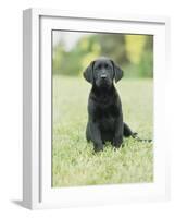 Black Labrador Puppy-Jim Craigmyle-Framed Photographic Print