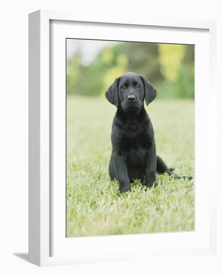 Black Labrador Puppy-Jim Craigmyle-Framed Photographic Print