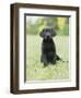 Black Labrador Puppy-Jim Craigmyle-Framed Photographic Print