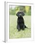 Black Labrador Puppy-Jim Craigmyle-Framed Photographic Print