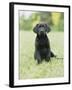 Black Labrador Puppy-Jim Craigmyle-Framed Photographic Print