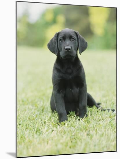 Black Labrador Puppy-Jim Craigmyle-Mounted Photographic Print