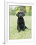 Black Labrador Puppy-Jim Craigmyle-Framed Photographic Print