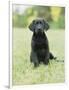 Black Labrador Puppy-Jim Craigmyle-Framed Photographic Print