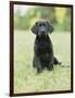 Black Labrador Puppy-Jim Craigmyle-Framed Photographic Print