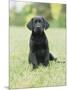 Black Labrador Puppy-Jim Craigmyle-Mounted Photographic Print