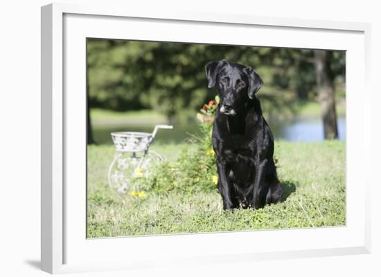 Black Labrador Retriever 13-Bob Langrish-Framed Photographic Print